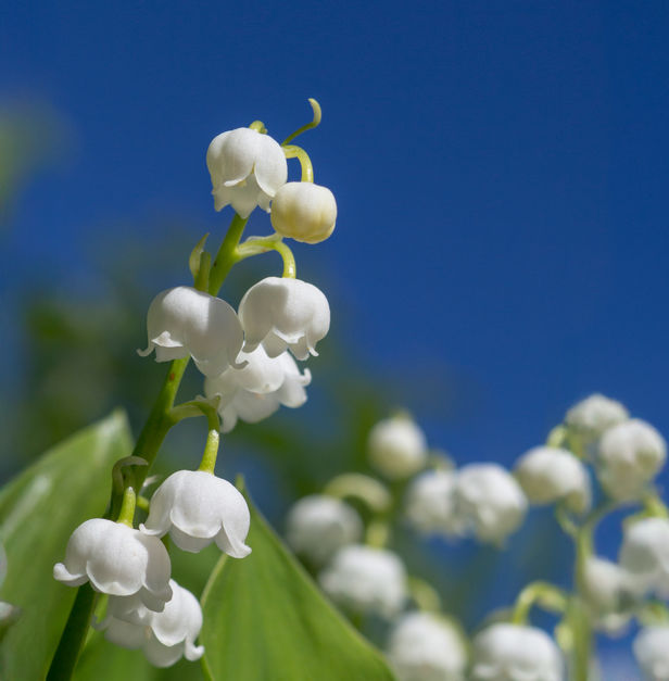 Когда волнуется желтеющая нива...