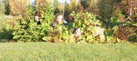 In the bush, f.v Jeanett Brakvatne, Cecilie Skomsøy, Liv Andrea Magnussen, Linda Elise Bakke