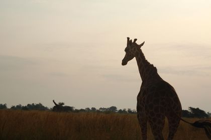 Giraff!