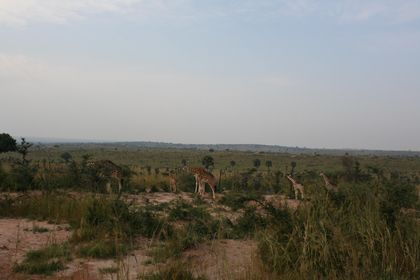 Masse giraffer