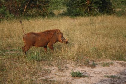 Pumba!