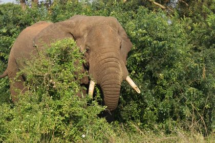 Elefant!