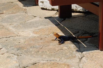 Fargerik gekko!
