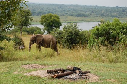 Elefant like nedenfor hotellet