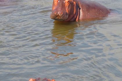 Flodhester!