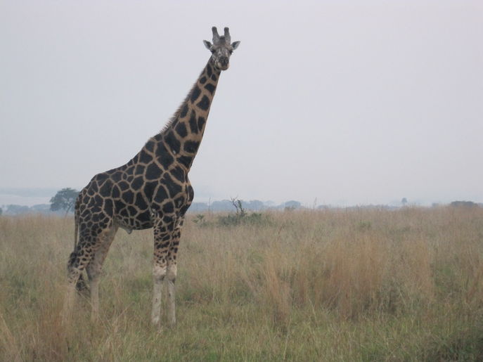 Giraff <3