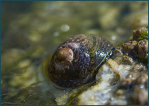 Улитка водорослеед
