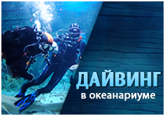 Дайвинг в Океанариуме!