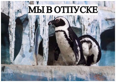 Пингвины в отпуске!