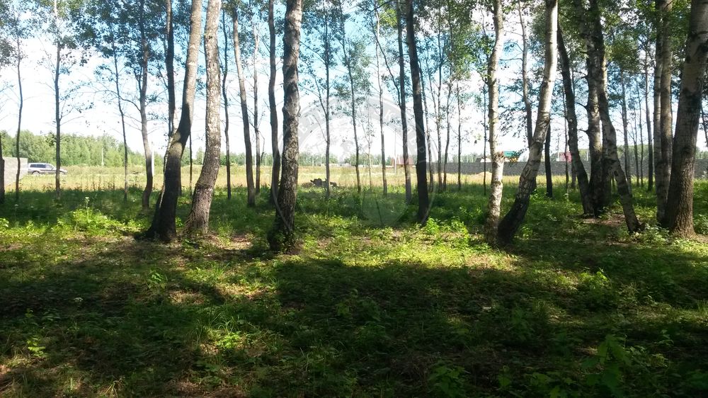 лесной участок