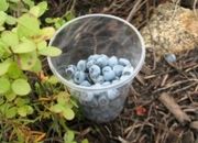 Дневник велоэкспедиции 10.08.2007 Аксеново (Читинская обл.)