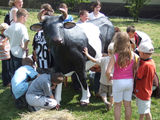 Дойная корова на детский праздник