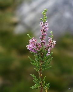 Nyhetsbrevet uke 38