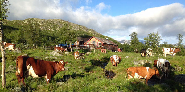 Gurostølen
