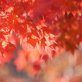 Resting place-nyhetsbrev november