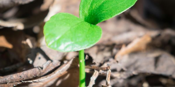 Se, Jeg gjør noe nytt