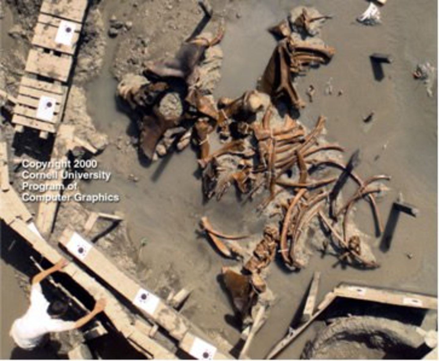Найдены скелеты исполинов?