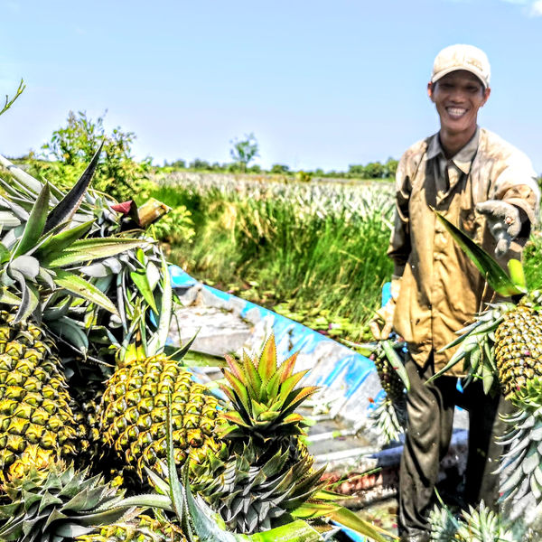 Value chain analysis for Pineapple in Hau Giang (consultant). Deadline Oct 18th. 