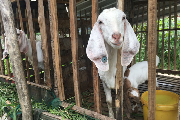 Scaling-up goat breeding model in Hau Giang