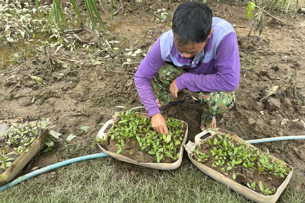 GROWING A GREEN BARRIER IN CU LAO DUNG: FROM SEEDLINGS TO SUSTAINABLE LIVELIHOODS