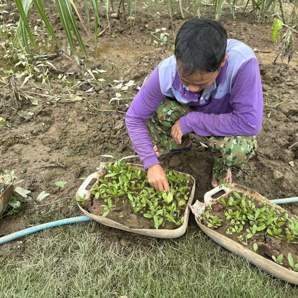 NUÔI DƯỠNG “LÁ CHẮN XANH” Ở CÙ LAO DUNG: TỪ CÂY GIỐNG ĐẾN SINH KẾ BỀN VỮNG