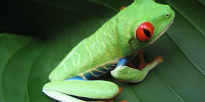 Test article