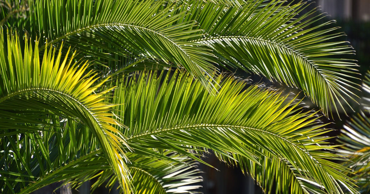Palmesøndag