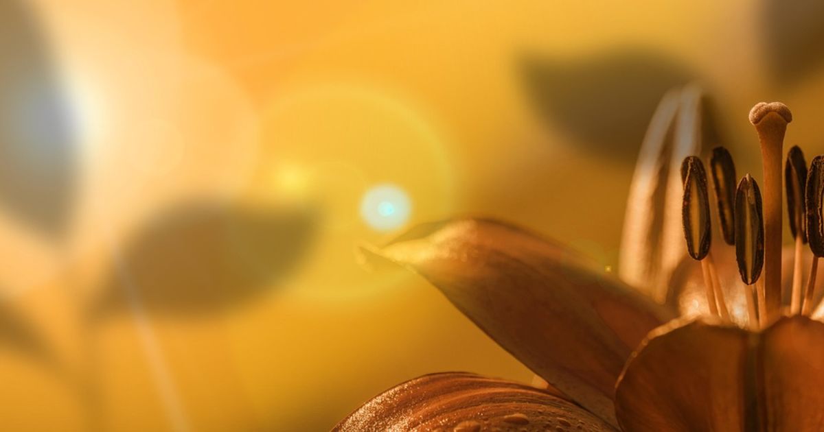 Varig salighet og et kall til alle: Innviet tjeneste!