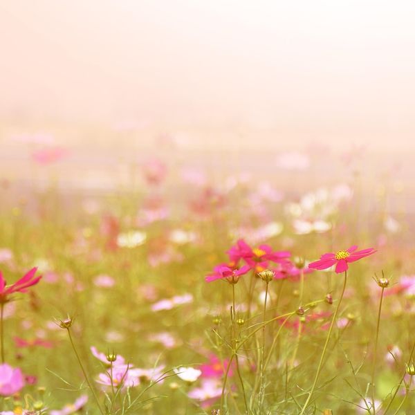 Veien, sannheten og livet