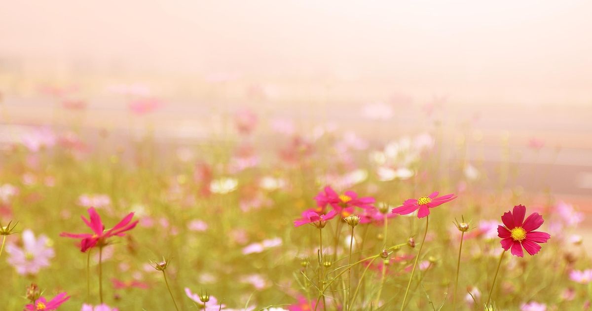 Veien, sannheten og livet