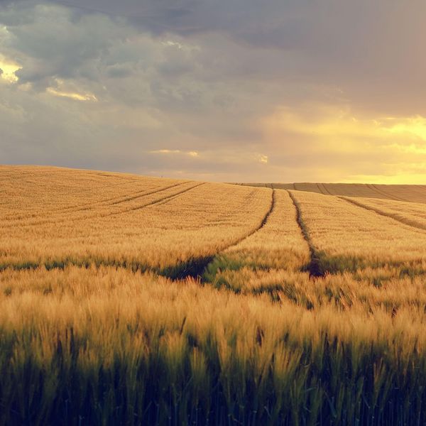 Lignelsen om såmannen og jordsmonnet