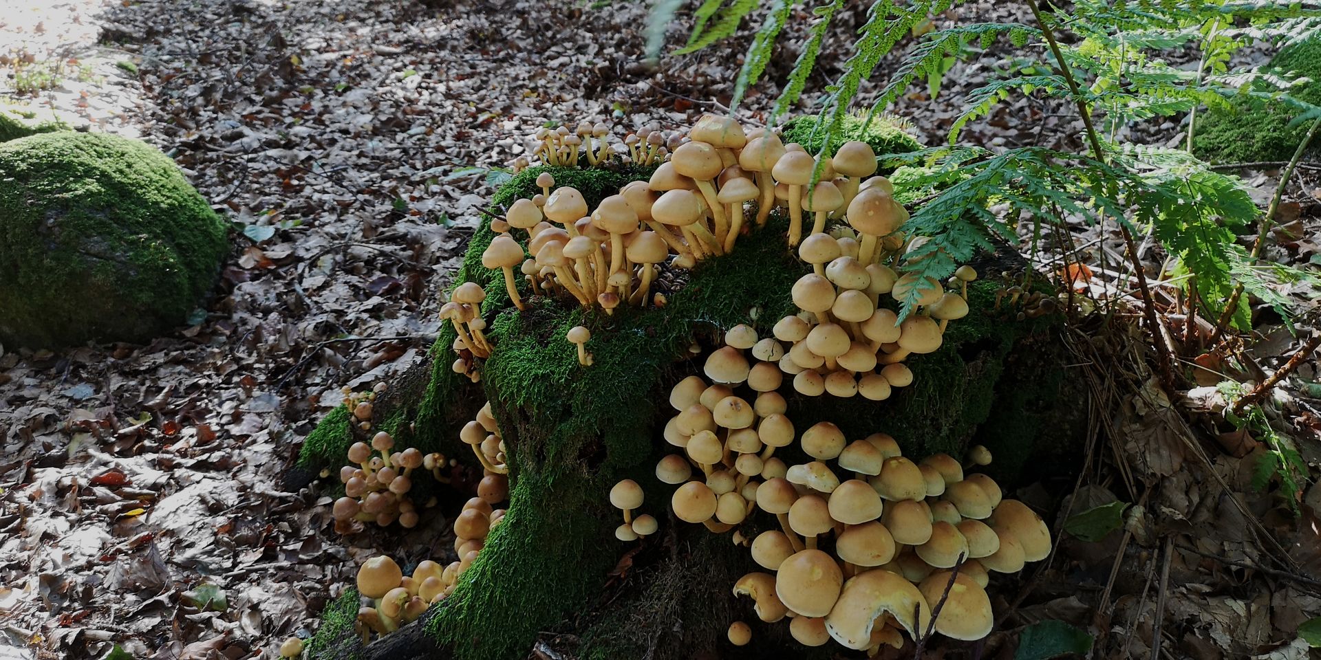 VELKOMMEN TIL BRUNLANES FRIKIRKE