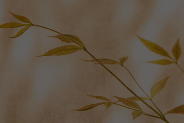 Jona - taleserie høsten 2025