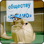 www.kinderattr.ru Аттракцион Бокс кенгуру