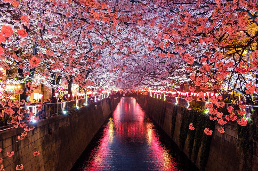 Nydelige Japan i full blomstring.