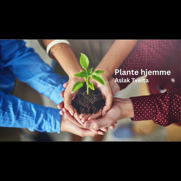 Plante hjemme