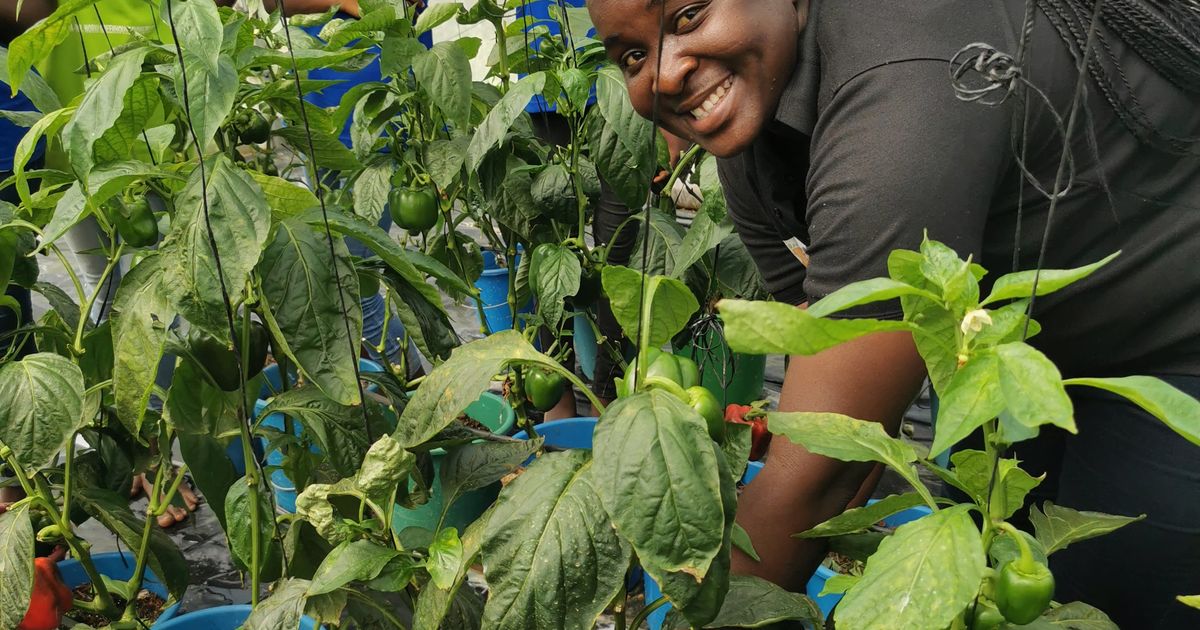 Master med Mening: Kjølelager til Drivhus i Nord-Ghana