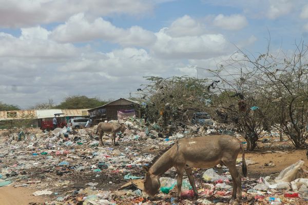 Dadaab, Kenya oktober 2025. Avfall er en stor utfordring - både for mennesker, dyr og klima.