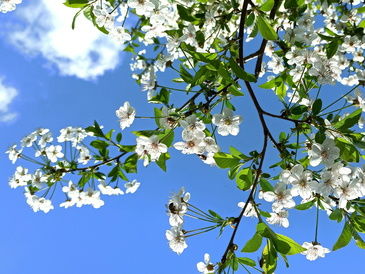 Vårdugnad på kirkegården og i kirken
