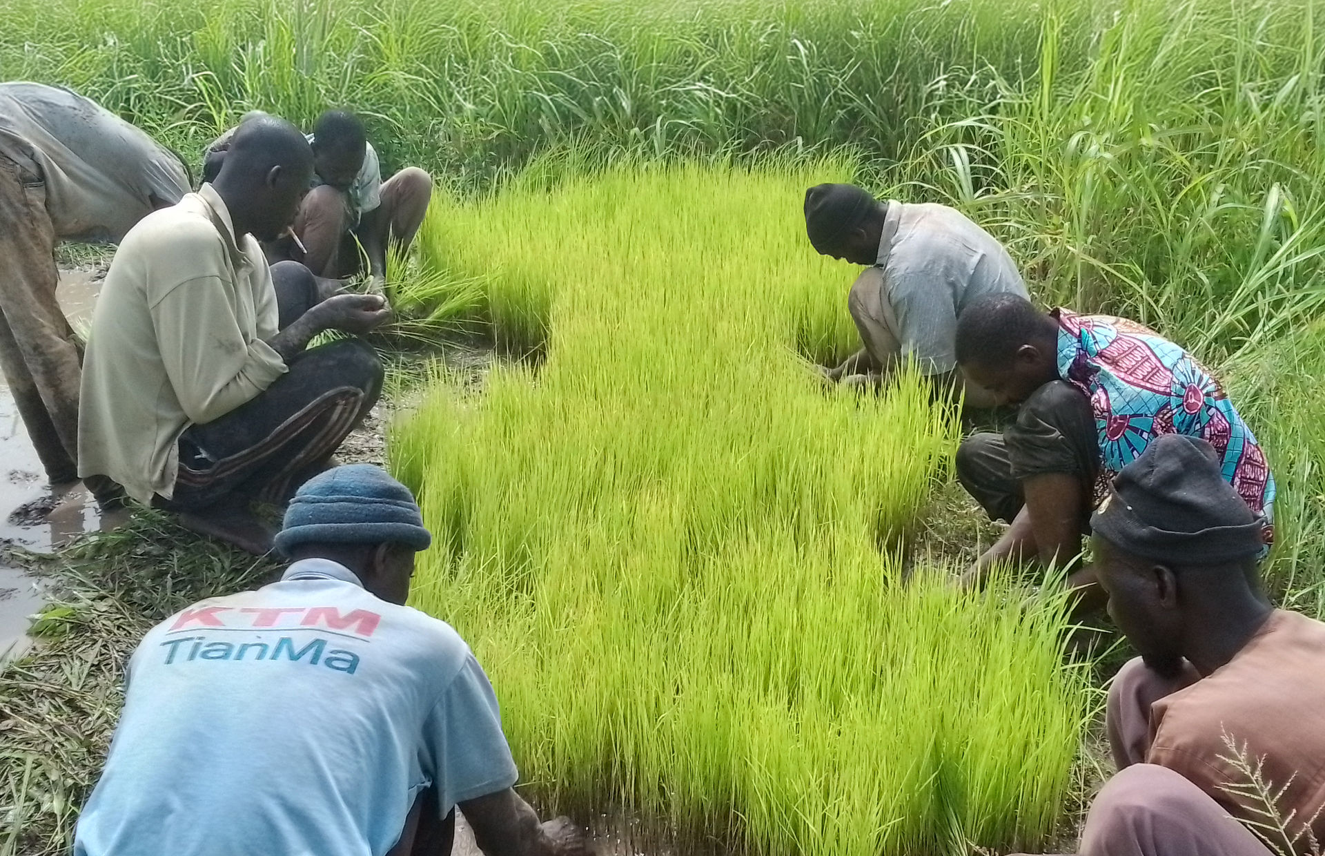 Denne gjengen held på med oppal av risplantar for utplanting, eit av tiltaka for å styrke matvaretryggleiken.
