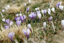 Healing for Pollenallergi på DSH - Gratis inngang!