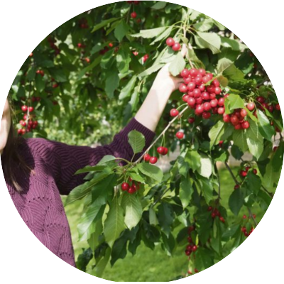 Ingrunn Mari Evensen selger moreller til inntekt for MS-saken