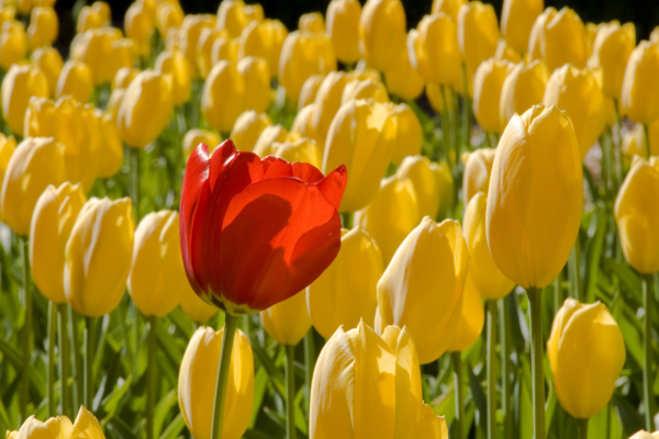 Preken: Hvem er et menneske?