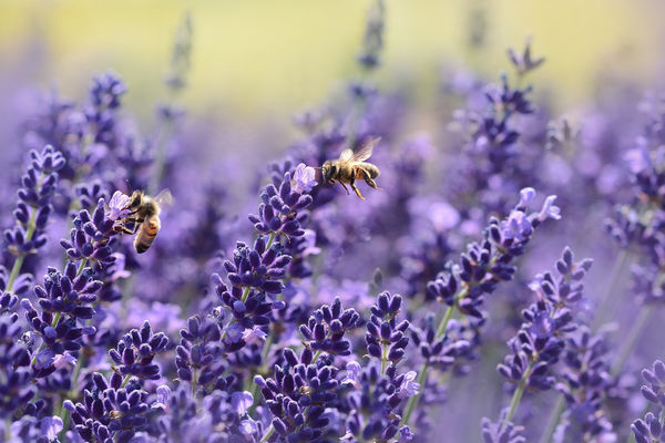 Insekter