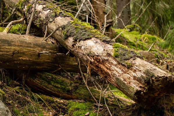 Hvordan berge skogen? Se seminar i opptak!