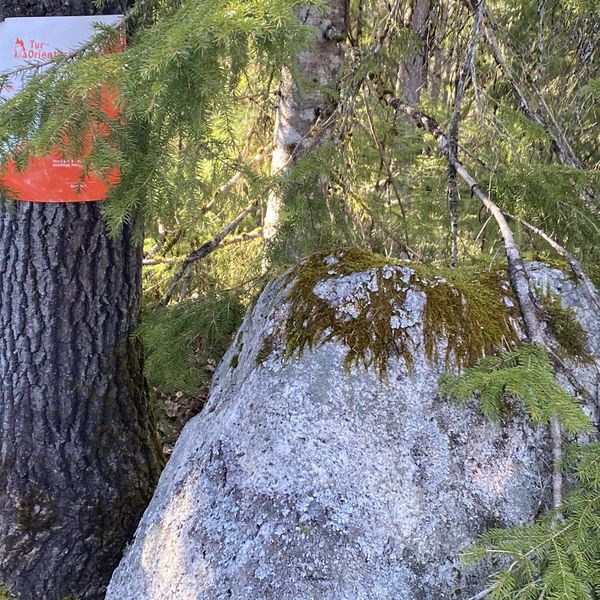 Tur-orientering i Myra og rundt om i bygda