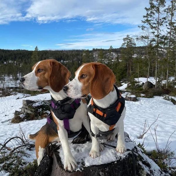 Ny kennel på Vegårshei