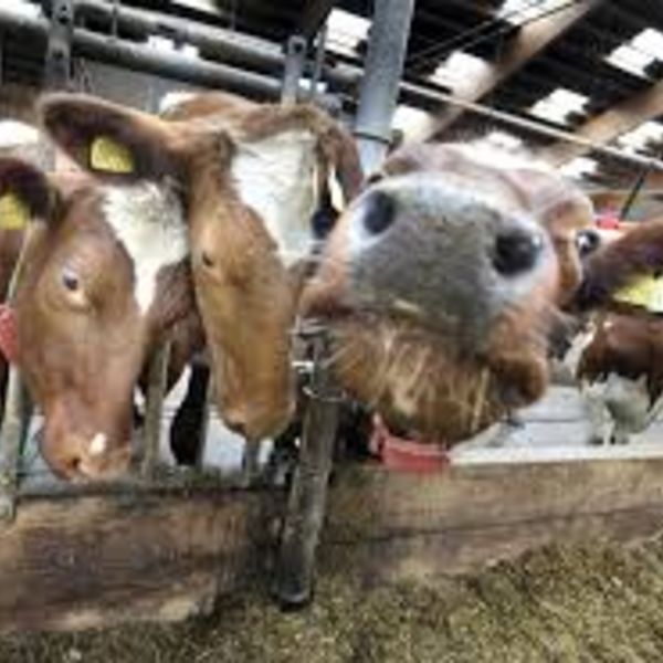 Tilskudd til bønder på Vegårshei