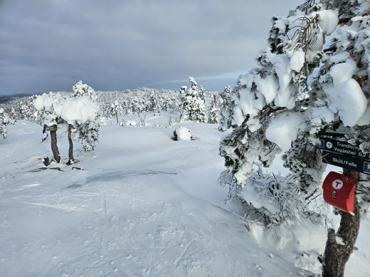 Flotte forhold til Vedlaus