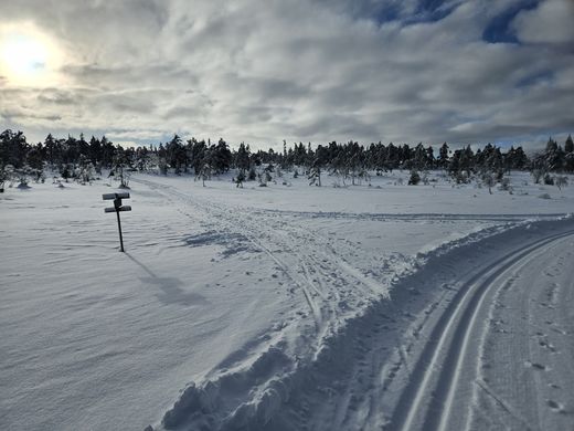 Flotte forhold til Vedlaus